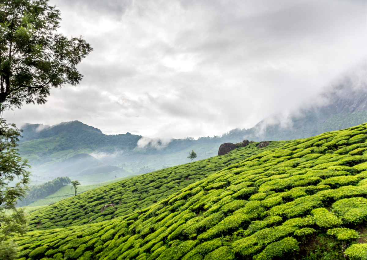 Exotic Kerala